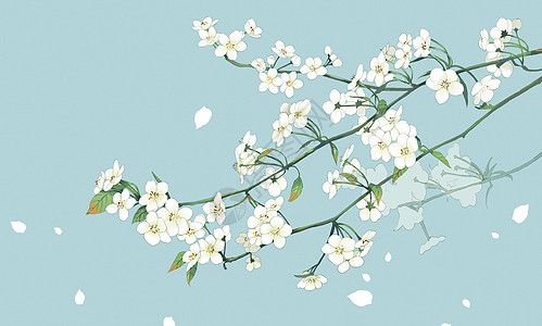 一树梨花,温柔了岁月,惊艳了时光