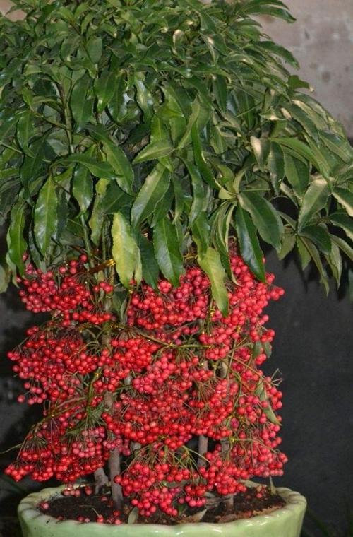 都是观果植物,前一种的特点是贵,后一种果期9个月,区别太明显