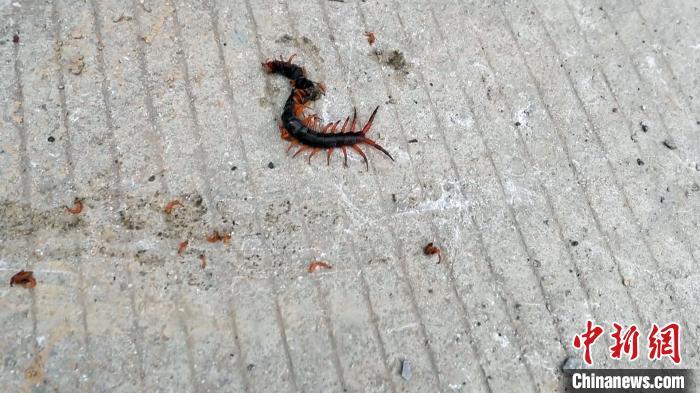 广西边防巡逻官兵:差点遭蜈蚣咬 常遇剧毒蛇