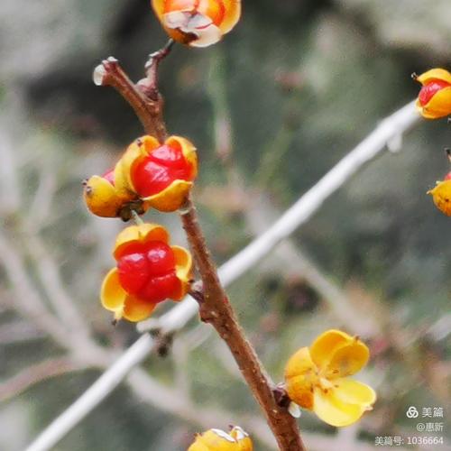 一个个类似桂圆的淡黄色外壳炸裂开来,里面露出了鲜红的肉肉的果实