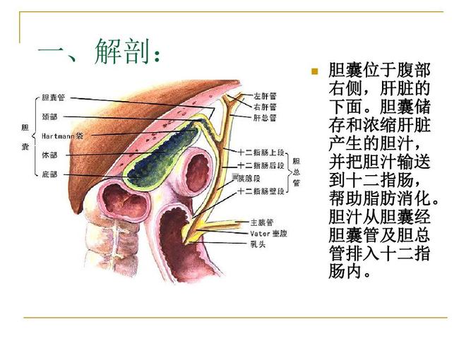 胆囊切除术 胆总管切开取石术
