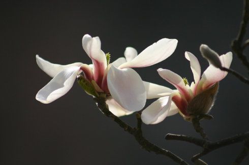 木兰花