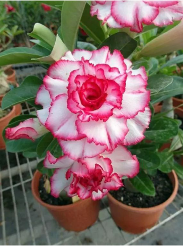 "爱你不渝"的沙漠玫瑰 你怎么会不爱