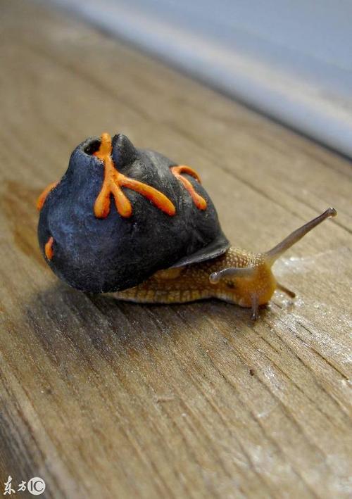 这个厉害了,蜗牛背着一座火山,而且还是正在喷发熔浆的.