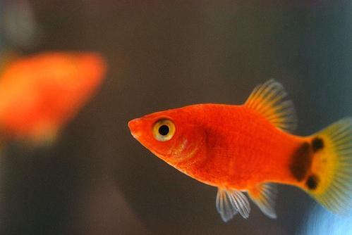 原创米奇鱼和孔雀鱼是近亲,它们能杂交吗?