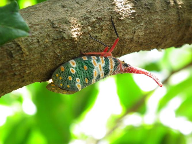 龙眼树上的红鼻子