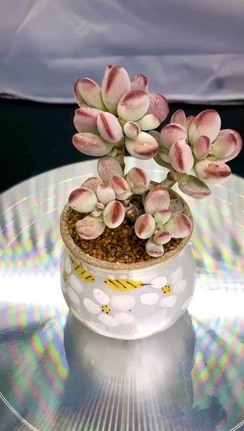 爆盆多肉 乒乓福娘_多肉植物_家居家装_家居装饰_花艺