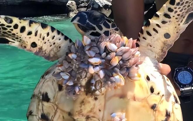 藤壶为什么被称作寄生恶魔到底有多可怕能将鲸鱼折磨致死