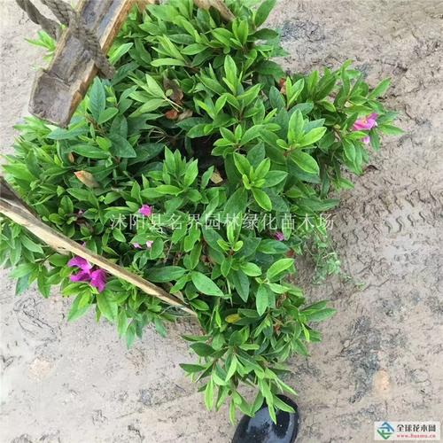 首页 产品 常绿乔木 杜鹃 > 杜鹃 观赏性强 花色艳丽 量大送货    我
