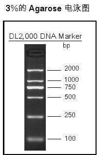 dl2000 dna marker
