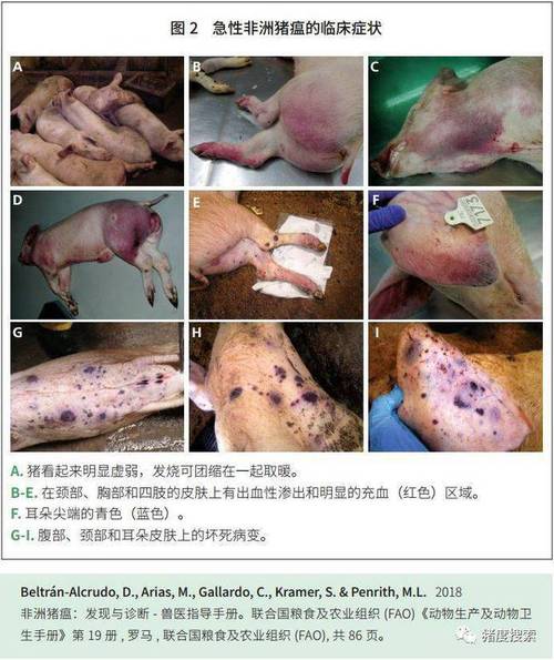 非洲猪瘟的临床表现剖检变化和鉴别诊断症状病毒死亡