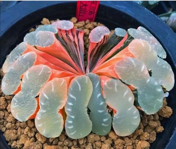 世界那么大,多肉那么美,我们一起去看看吧——45期 多肉植物美图大赏