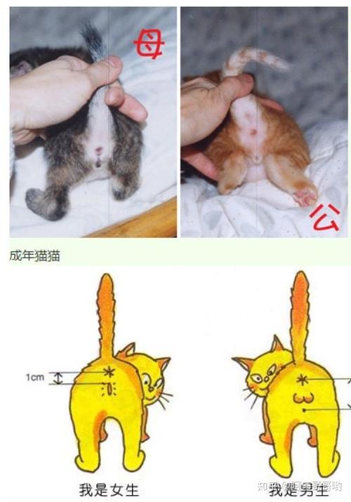 一个月大的猫怎么区分公母?