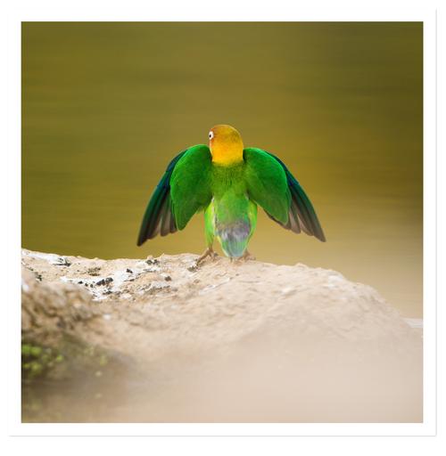 "江西鸟类"------牡丹鹦鹉_生态_poco摄影