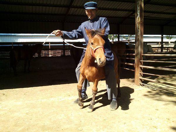 我们马场里的小矮马,身高不到100公分,小孩可以骑哦