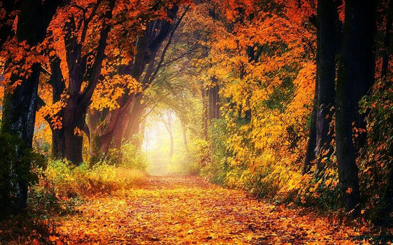 唯美秋日枫叶美景图片桌面壁纸