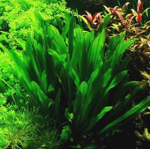 好养不用co2水草水下叶阴性水草大绿九冠红旦青旦细叶铁大叶铁