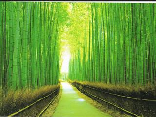 嵯峨野竹林小路