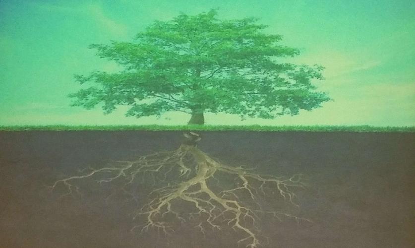 大树的根深叶茂