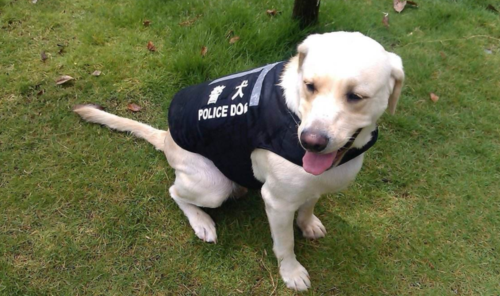 拉布拉多猎犬,警犬,狗狗,史宾格犬,罗威纳犬,杜宾犬,德国牧羊犬,犬种