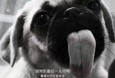舔狗舔到最后一无所有_一无所有_最后表情