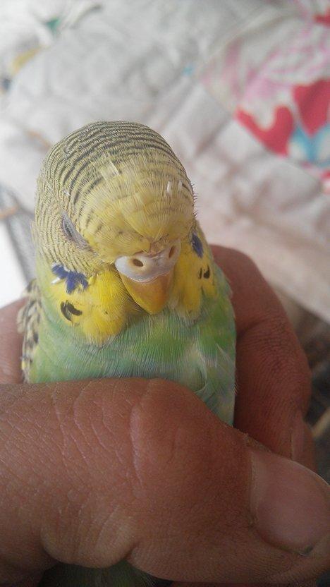 虎皮鹦鹉是公是母啊,它叫的声音特别细!