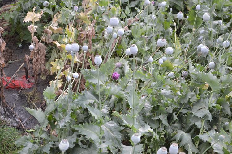 男子种植793株罂粟会坐牢