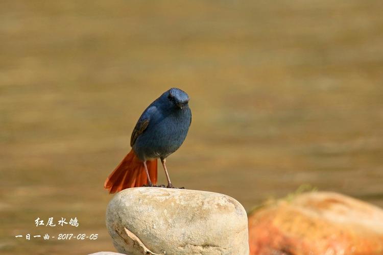 鸟——京城再拍【红尾水鸲】