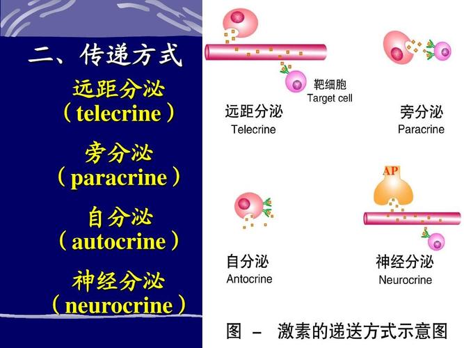 生理学课件11内分泌-新ppt