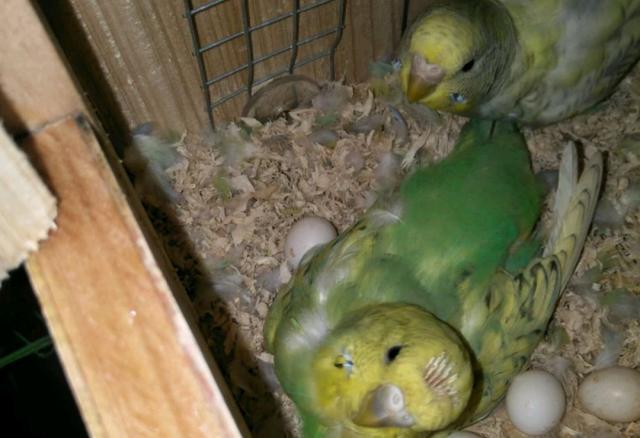 孵蛋过程中的虎皮鹦鹉