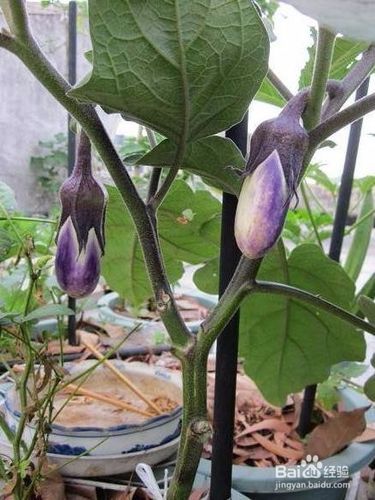 生产中常用的茄子整枝的方法