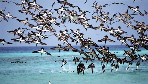 data-lemmaid="196197">西沙群岛 /a>中的第三大岛,也是一座鸟岛,它距