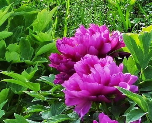 70的美篇国色天香一牡丹(上)