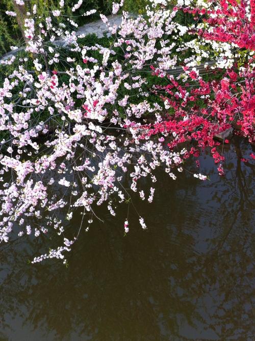 美景_风景_插画_大自然_旅行_景色_手机壁纸_插图_桌面壁纸_插图_美图