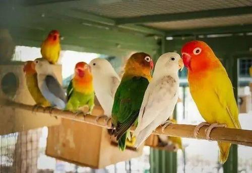 家养牡丹鹦鹉不繁殖?做好这4点想不繁殖都难,小鹦鹉一