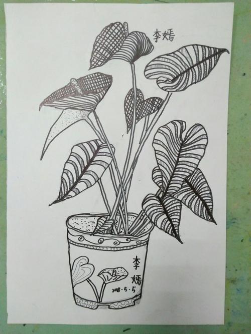 创意中级班 线描花卉写生 红掌