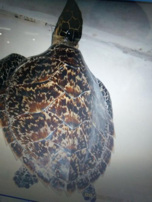 图片上这个玳瑁值多少钱?