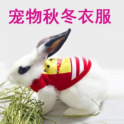 小兔子穿的衣服宠物兔