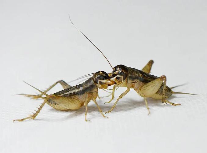 你会区分蛐蛐和蝈蝈吗?