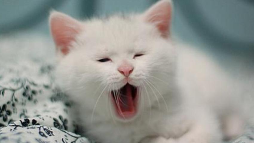 我住的地方的猫儿要是被吓到了会全身毛竖起来,猫儿遇到让他害怕的