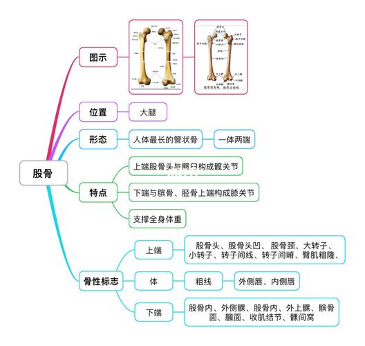 运动解剖骨骼篇【下肢骨】记住骨头没有那么难_运动_骨盆_思维导图