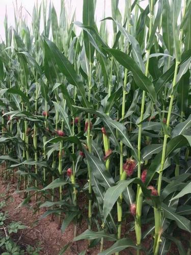 霸王根抗倒伏多省审定引种的玉米品种先玉048介绍