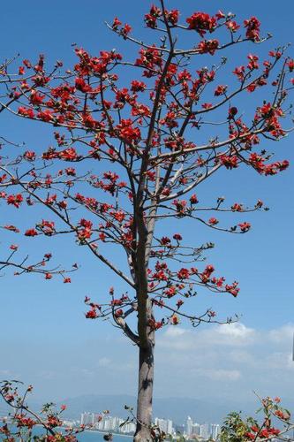 我必须是你近旁的一株木棉, 作为树的形象和你站在一起.