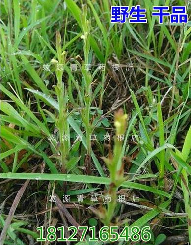 竑源青草药中草药野生独脚金独脚柑金锁匙疳积草小儿厌食疳积