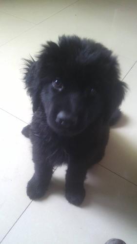 纯黑色小藏獒多少钱一只,跪求.