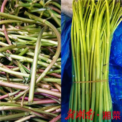 荷花池菜市场一家生鲜店的野藜蒿和家藜蒿