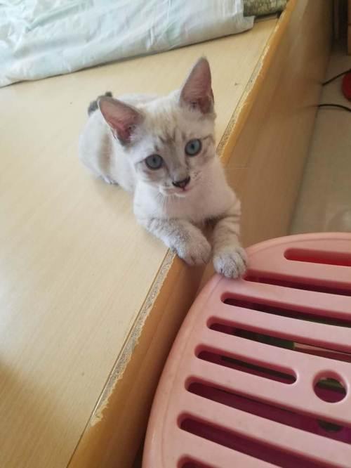 暹罗猫和美短不小心配上的小猫咪.