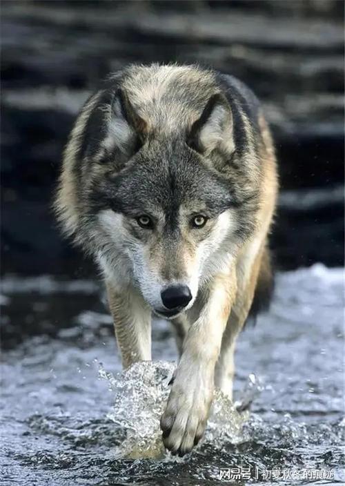 北美传奇的荒野狼王,一次悲壮的死亡唤醒人类的良知