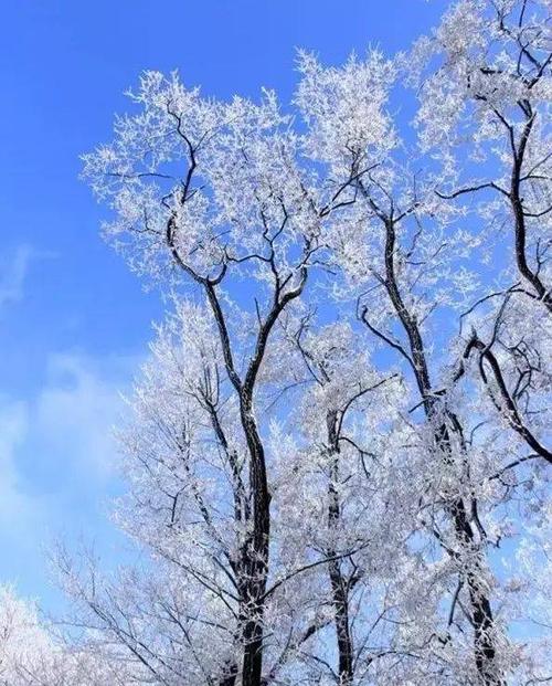 下雪了,今天早上淄博好多地方下雪了!好美,快来看