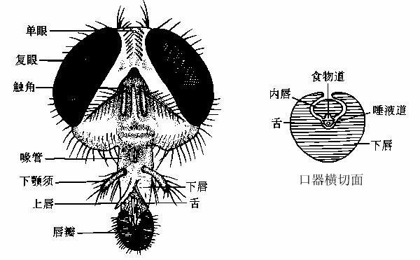 昆虫的口器